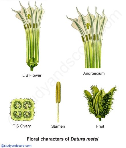 Solanaceae, floral characters, L S flower, androecium, T S Ovary, Stamen, Fruit